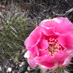 A flowering cactus in Spring